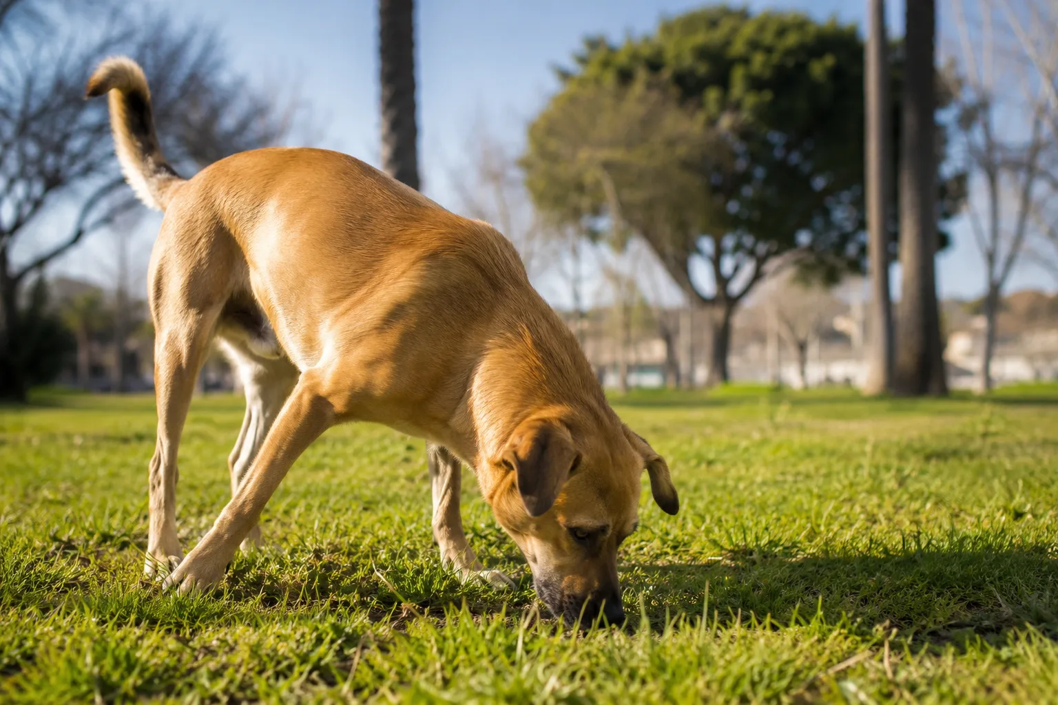 Imagen 1 del artículo Paseos Enriquecidos para Perros: Más Allá de la Rutina y Cómo Transformar Cada Salida
